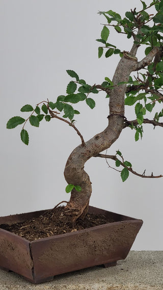 Chinese Elm bonsai #221 — trunk detail on gray backdrop