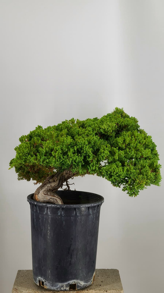 Prostrata Juniper bonsai #235 — trunk and canopy detail on gray backdrop