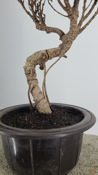 Tiger Bark Ficus bonsai #307 — trunk detail