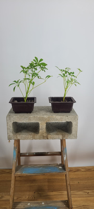 Two schefflera bonsai from the batch in training pots