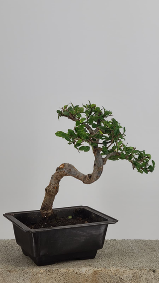 Chinese Elm bonsai #211 — trunk and canopy detail