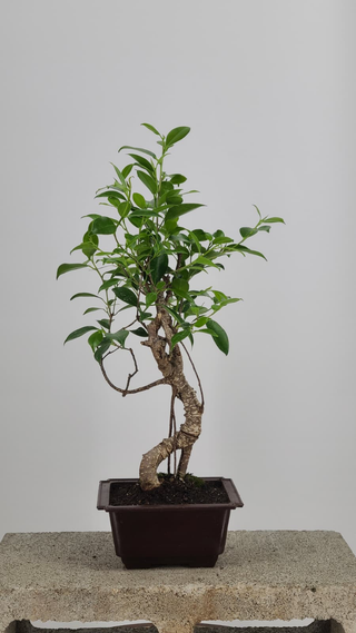 Tiger Bark Ficus bonsai #223 — front angle on gray backdrop