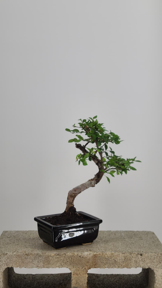 Chinese Elm bonsai #204 — side angle on gray backdrop
