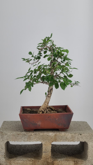 Chinese Elm bonsai #230 — canopy detail on gray backdrop