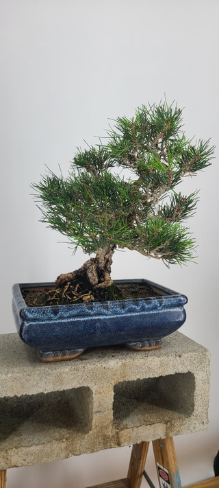 Cork Black Pine bonsai #241 — alternate angle with trunk movement