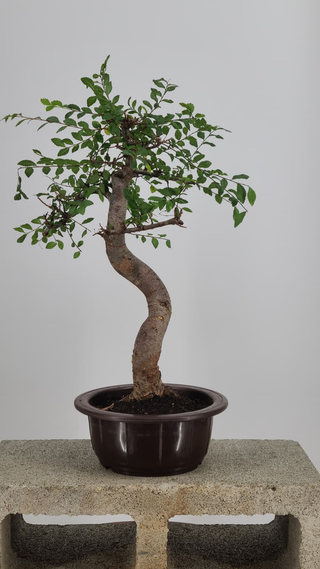 Chinese Elm bonsai #216 — side angle on gray backdrop