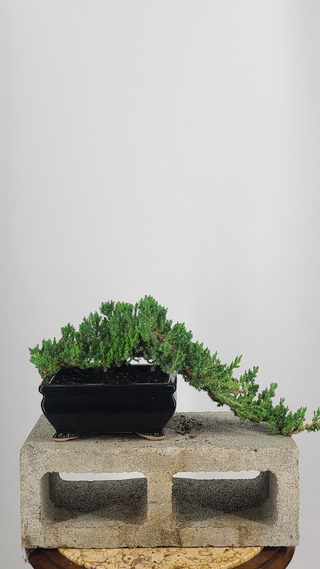 Nana Juniper cascade bonsai #232 — full cascade profile on gray backdrop