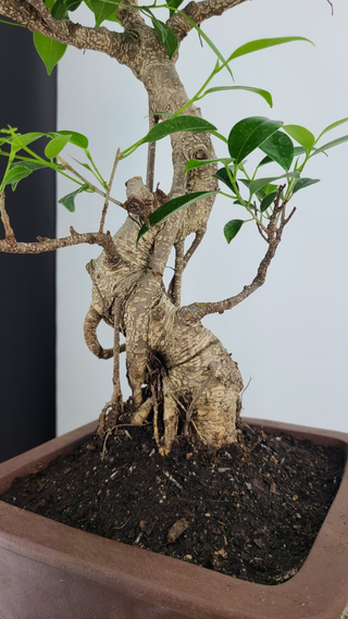Tiger Bark Ficus bonsai #303 — gnarled trunk and exposed root detail