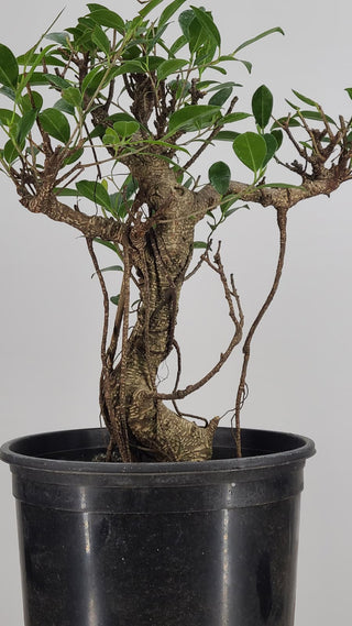 Tiger Bark Ficus #228 — trunk and aerial root detail