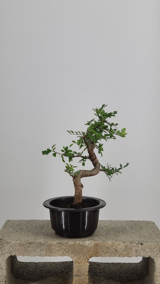 Chinese Elm bonsai #205 — front angle on gray backdrop