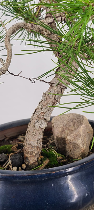 Japanese Black Pine bonsai #236 — mature flaking bark and trunk close-up