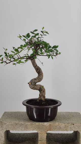 Chinese Elm bonsai #214 — trunk close-up on gray backdrop
