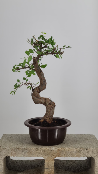 Chinese Elm bonsai #213 — front angle on gray backdrop