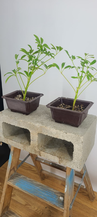 Angled view of schefflera bonsai trees in training pots