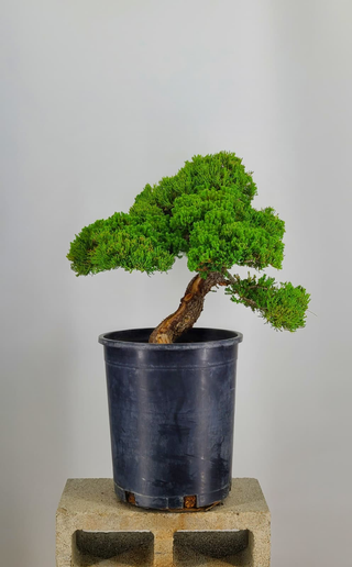 Prostrata Juniper bonsai #233 — side angle on gray backdrop