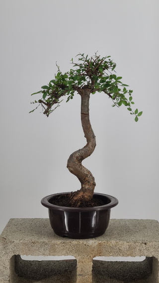 Chinese Elm bonsai #212 — front angle on gray backdrop