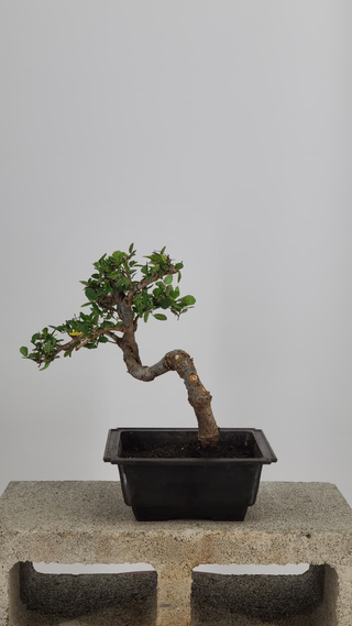 Chinese Elm bonsai #211 — back angle on gray backdrop