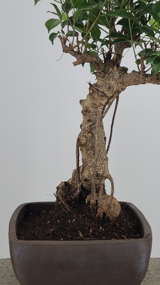 Tiger Bark Ficus bonsai #226 — root base detail