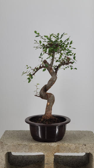 Chinese Elm bonsai #217 — side angle on gray backdrop