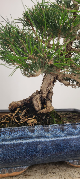 Cork Black Pine bonsai #241 — bark and exposed surface roots detail
