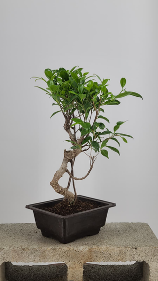 Tiger Bark Ficus bonsai #225 — side angle on gray backdrop
