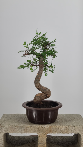Chinese Elm bonsai #215 — front angle on gray backdrop