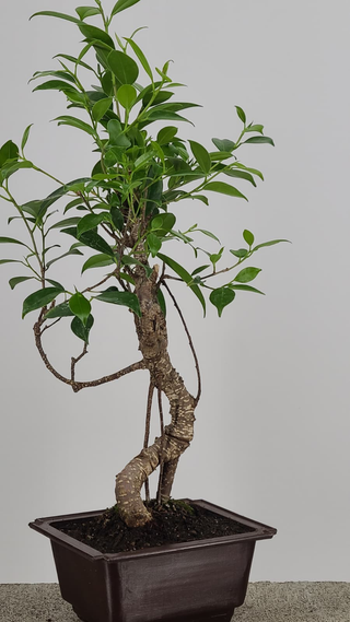 Tiger Bark Ficus bonsai #223 — trunk detail showing tiger-stripe bark