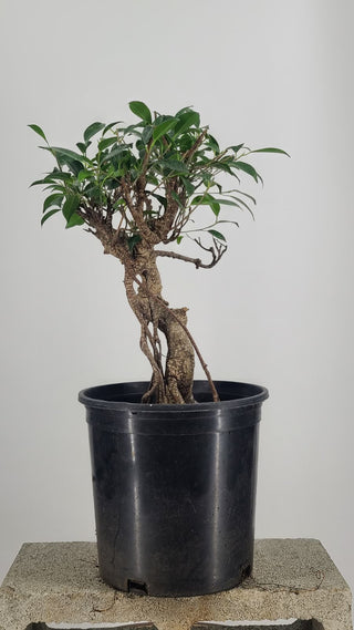 Tiger Bark Ficus #229 — side angle on gray backdrop