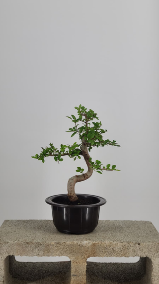 Chinese Elm bonsai #207 — side angle on gray backdrop
