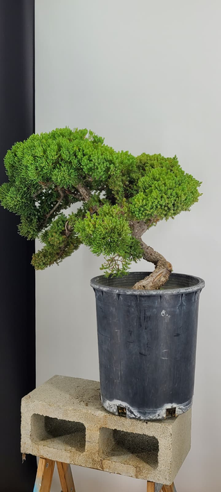 Prostrata Juniper bonsai #238 — full profile showing windswept form