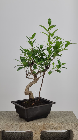 Tiger Bark Ficus bonsai #224 — side angle on gray backdrop