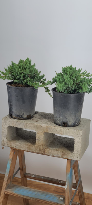 Nana Juniper pre-bonsai pair showing batch quality