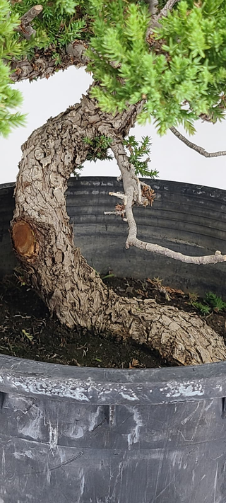 Prostrata Juniper bonsai #237 — weathered trunk and bark close-up