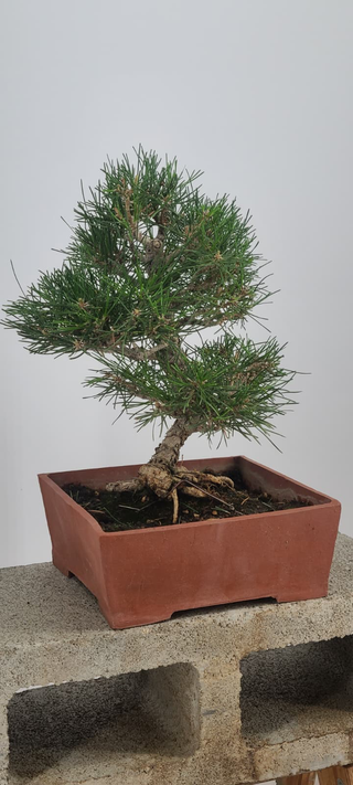 Cork Black Pine bonsai #240 — surface roots and trunk detail