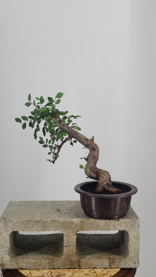 Chinese Elm bonsai #219 — back angle on gray backdrop
