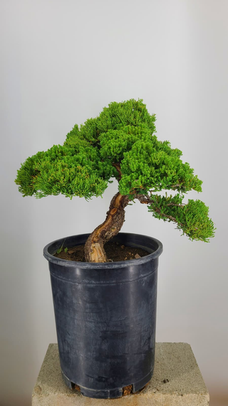 Prostrata Juniper bonsai #233 — canopy spread on gray backdrop