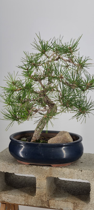 Japanese Black Pine bonsai #236 — full canopy, front view on gray backdrop