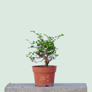 Chinese Elm Pre Bonsai