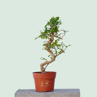 Chinese Elm Pre Bonsai