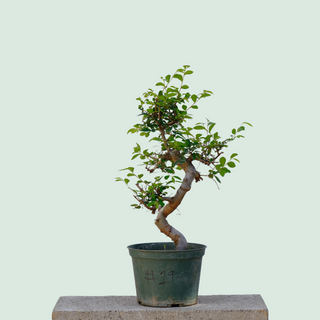 Tree Pre Bonsai