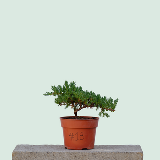 Nana Juniper Pre Bonsai