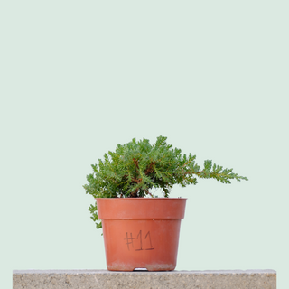 Nana Juniper Pre Bonsai