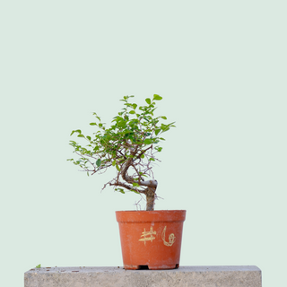 Chinese Elm Pre Bonsai