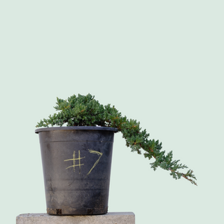 Juniper Pre Bonsai