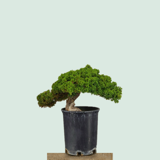 Prostrata Juniper bonsai tree #235 in a 5-gallon pot on a stone pedestal