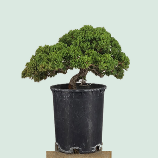 Prostrata Juniper bonsai tree #237 in a 5-gallon pot on a stone pedestal