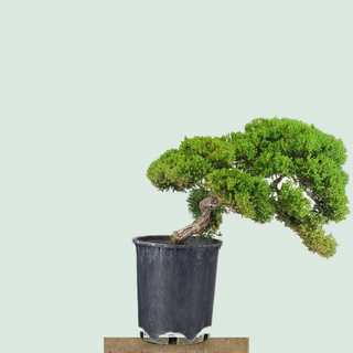 Prostrata Juniper bonsai tree #238 in a 5-gallon pot on a stone pedestal
