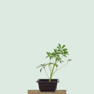 Small schefflera bonsai in a dark training pot on a stone pedestal