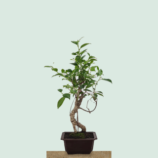 Tiger Bark Ficus bonsai tree #223 in a rectangular training pot on a stone pedestal