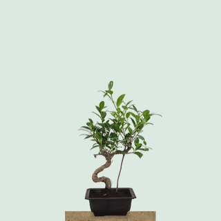 Twin-trunk Tiger Bark Ficus bonsai tree #224 in a rectangular training pot on a stone pedestal
